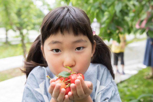 宇都宮でさくらんぼ狩り