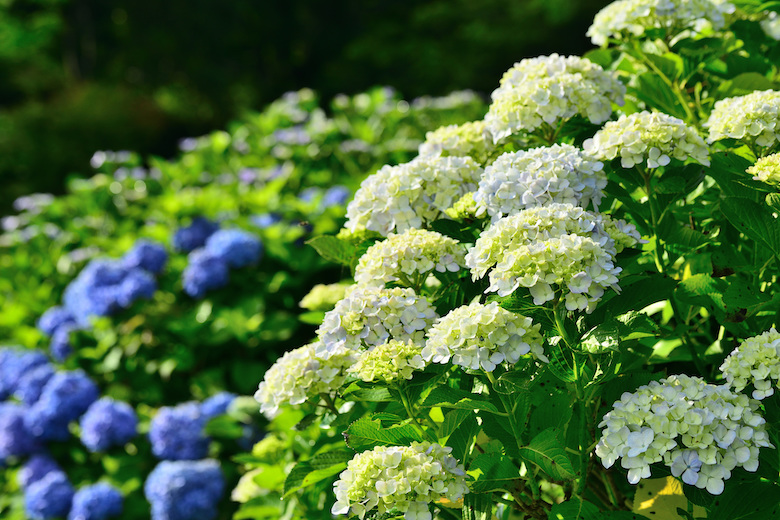 京都の紫陽花