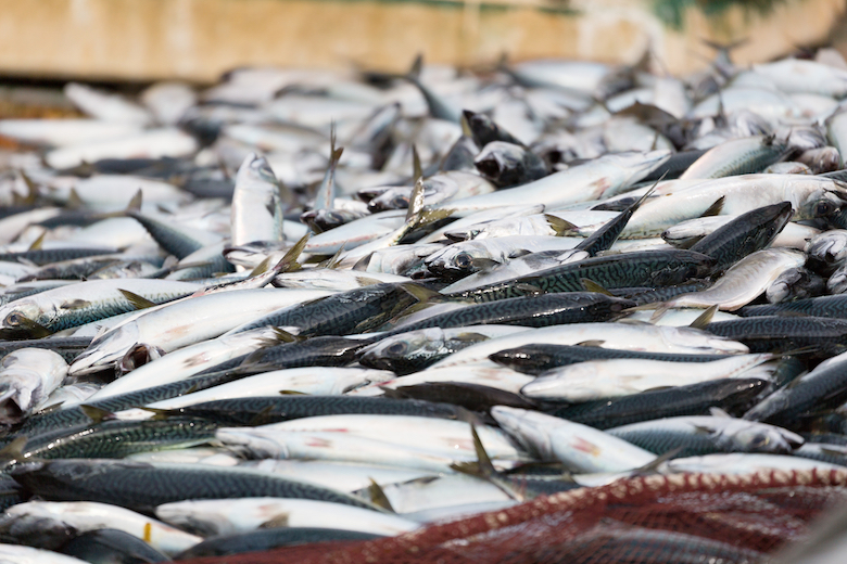 おいしいお魚グルメを求めて漁港へのバス旅行はいかが？