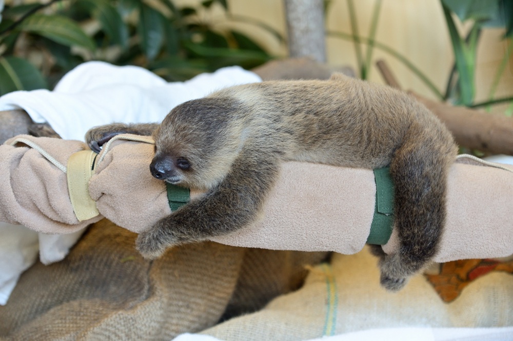 フタユビナマケモノの赤ちゃん