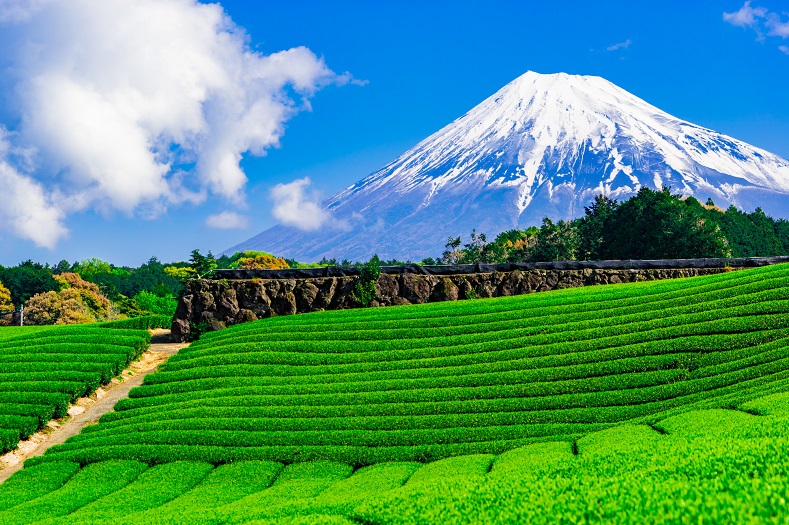 静岡へ教育旅行