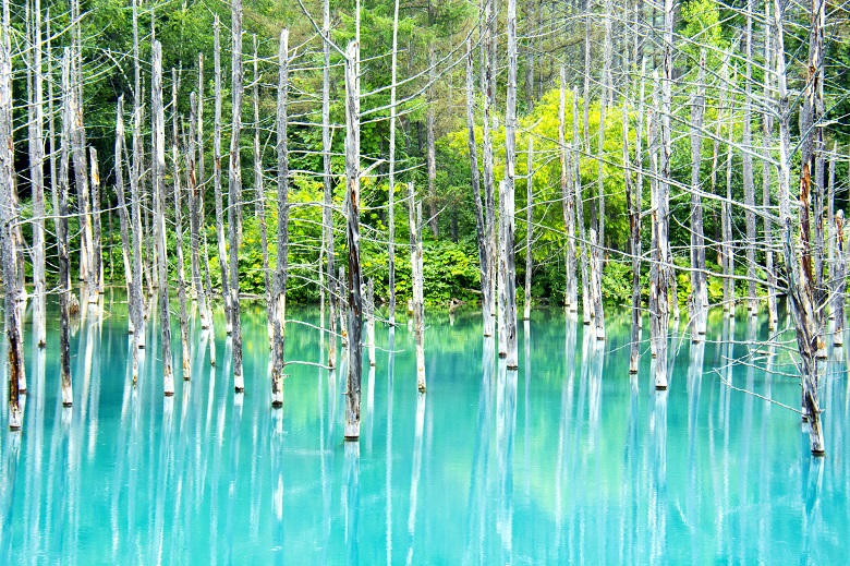 美瑛・青い池