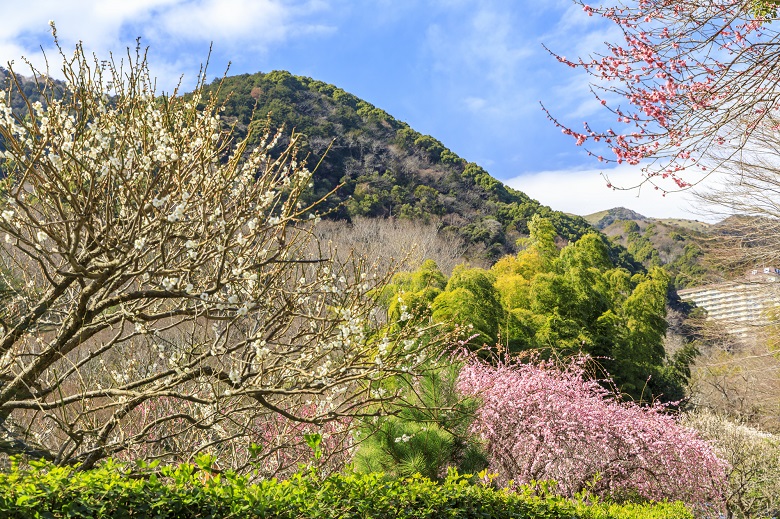 熱海の梅園