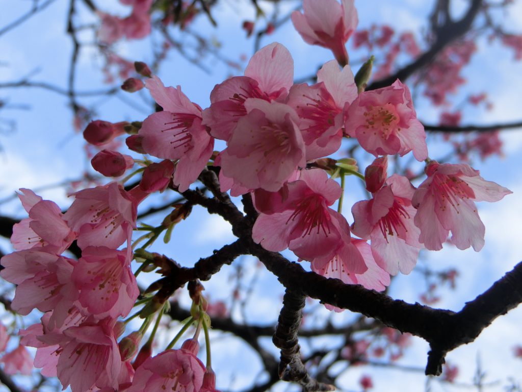 寒緋桜が咲く沖縄