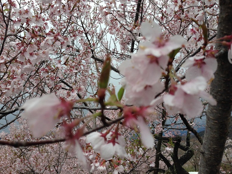 高遠のコヒガンサクラは薄いピンクで小ぶりな花をつける