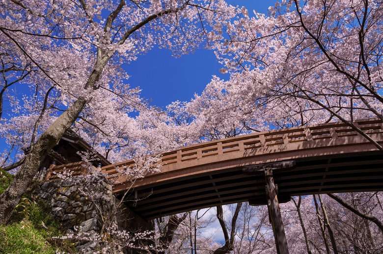 長野・高遠のコヒガンサクラ