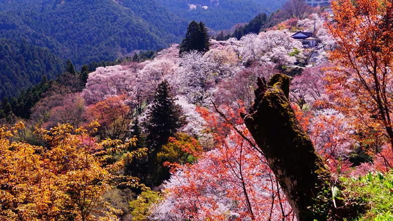 関西の桜の名所・奈良の吉野山