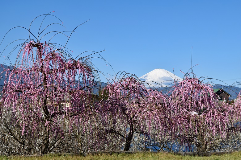 小田原・曽我梅林