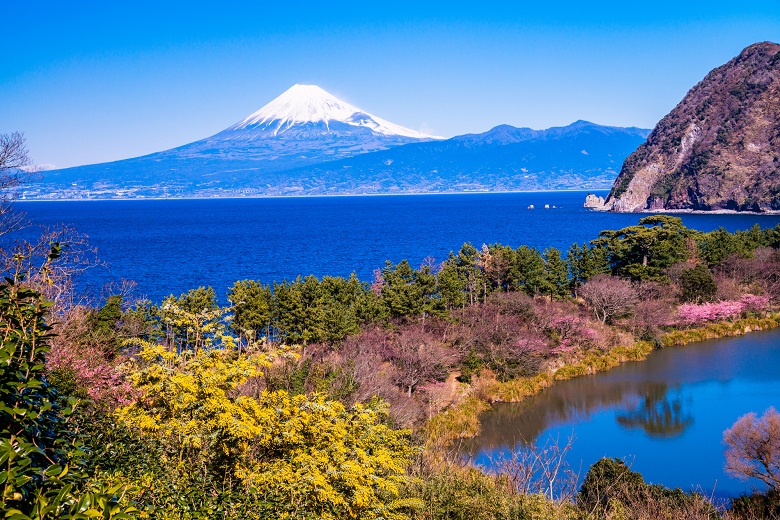 春の静岡・富士山と河津桜の眺め