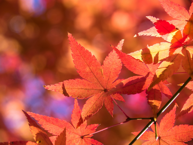 関東でおすすめの紅葉狩りスポット