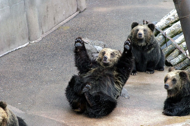 のぼりべつクマ牧場