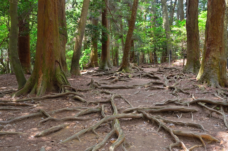 木の根道