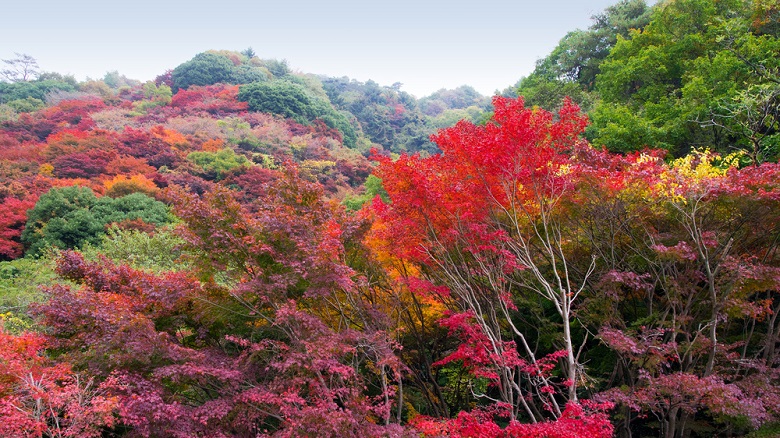 紅葉も美しい六甲山