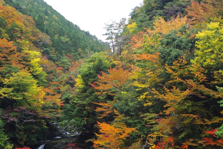 高野龍神スカイライン　紅葉