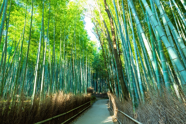 嵯峨野・竹林の道