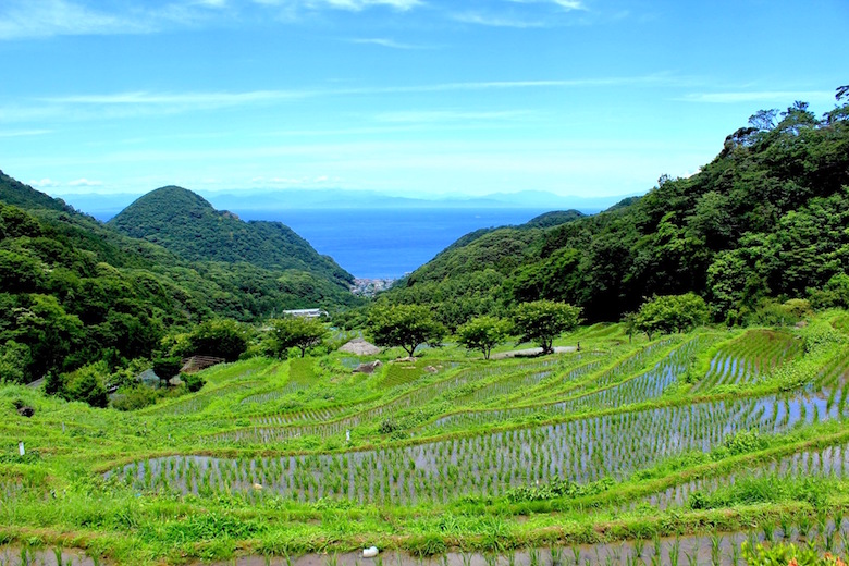 初夏の石部棚田