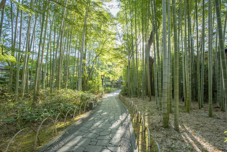 修善寺の竹林