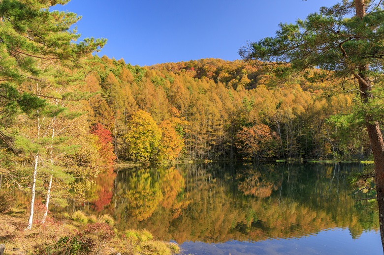 蓼科・御斜鹿池（紅葉）