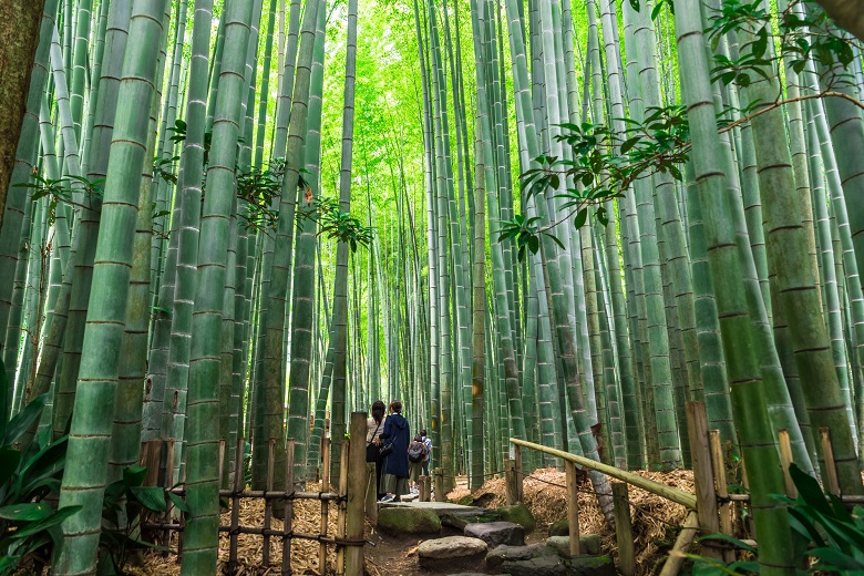 鎌倉・報国寺