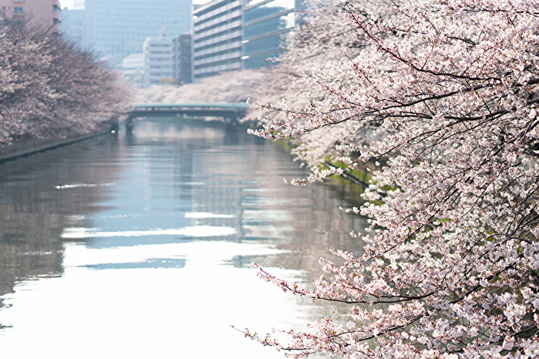 深川と桜