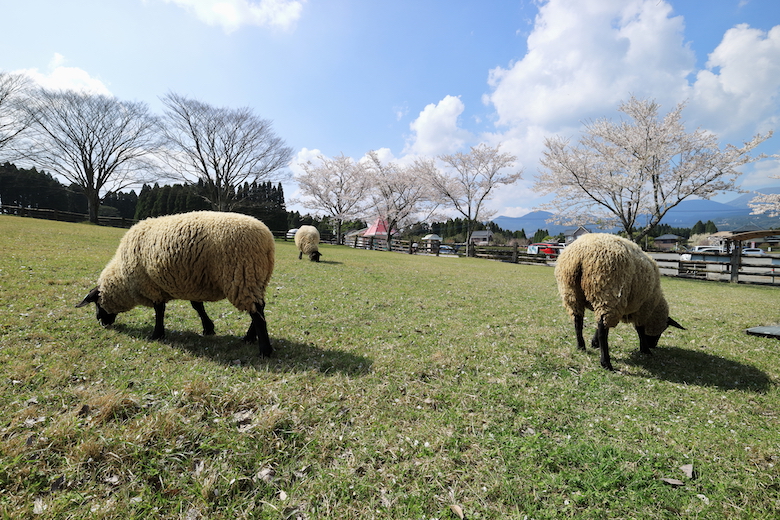 高千穂牧場