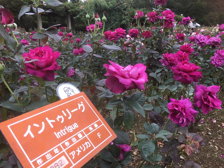 神代植物公園のバラ