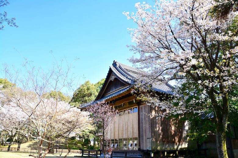 水前寺成趣園　桜