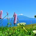 礼文島の高山植物と利尻島
