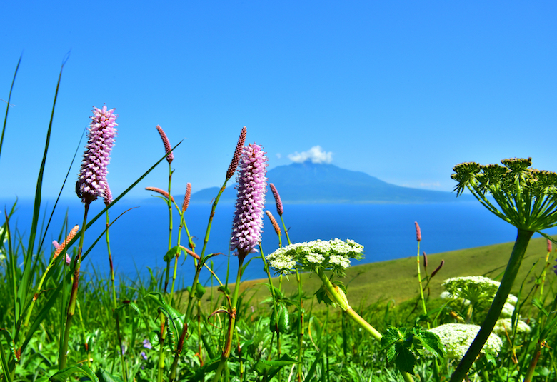 礼文島の高山植物と利尻島