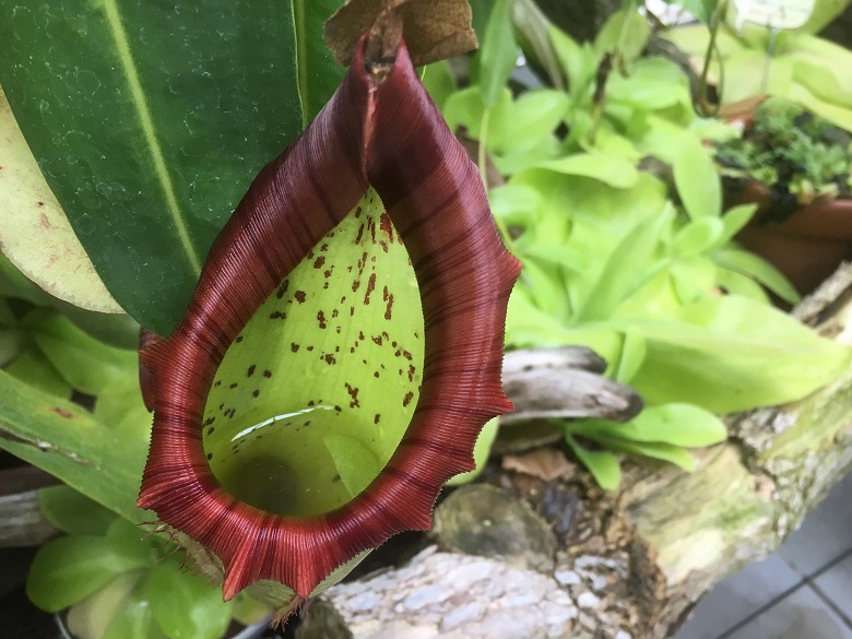 神代植物公園の温室はユニークな植物がたくさん