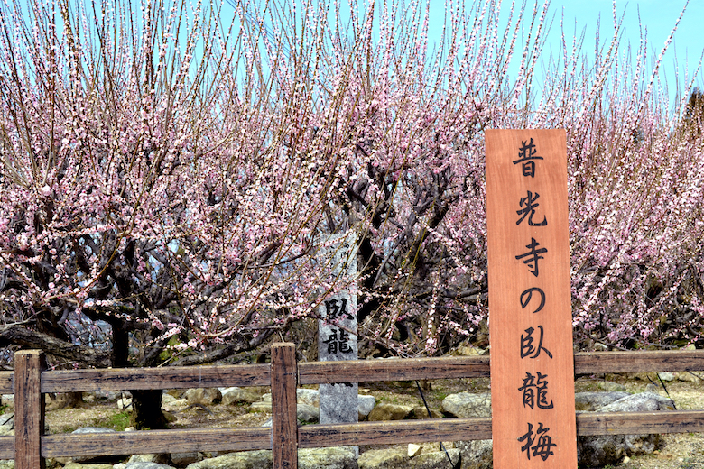 善光寺（臥龍梅）