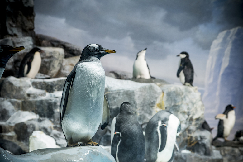 名古屋港水族館のペンギン