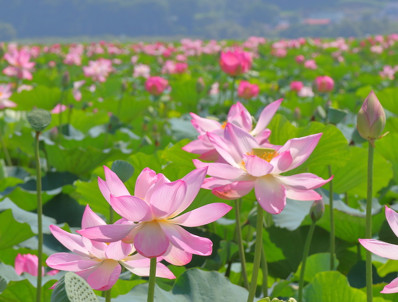 伊豆沼の蓮