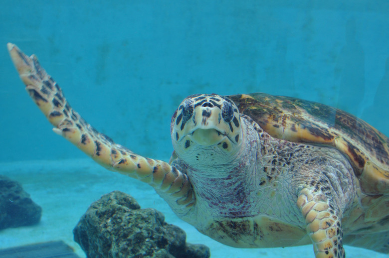 美ら海水族館のウミガメ