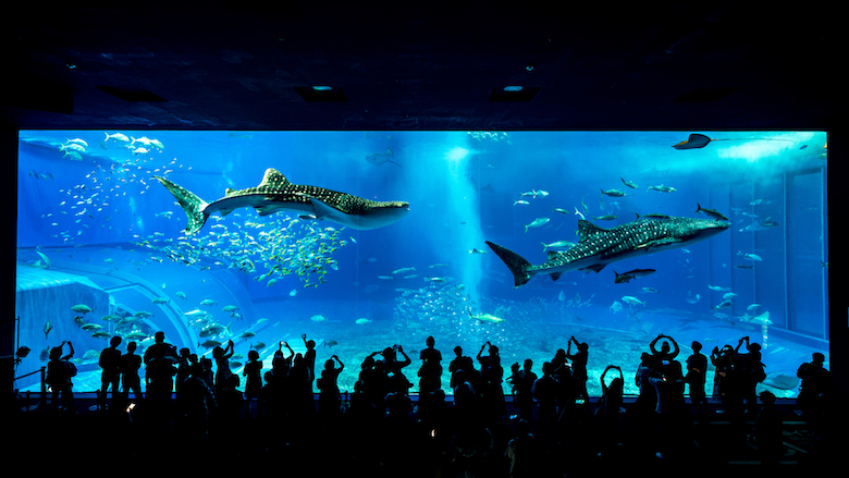 美ら海水族館