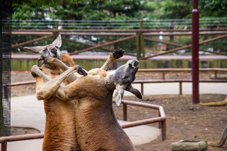 アカカンガルー