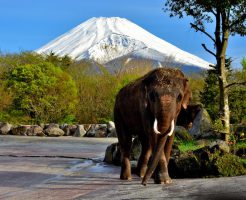 富士サファリパーク