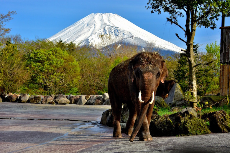 富士サファリパーク