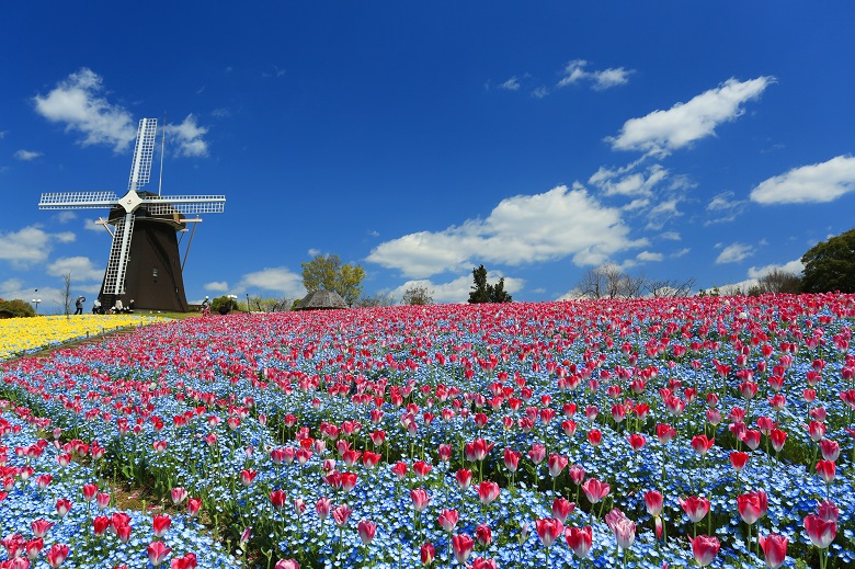 淡路の美しいお花畑