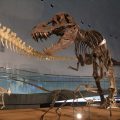 恐竜の全身化石