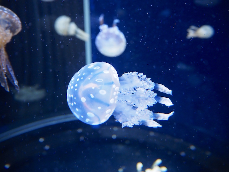 【家族同伴】新江ノ島水族館お泊りナイトツアー