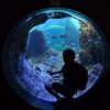 行って良かった！1泊2日社員旅行プラン【家族同伴】新江ノ島水族館お泊りナイトツアー