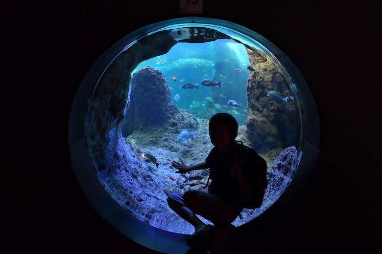 水族館ツアーを楽しむプラン