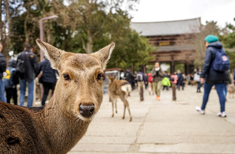 奈良への修学旅行・コロナ対策取り組み