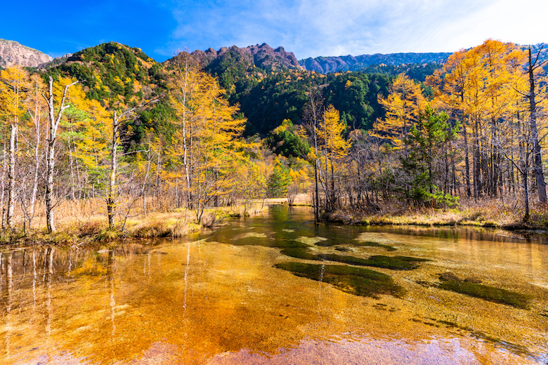 上高地田代湿原