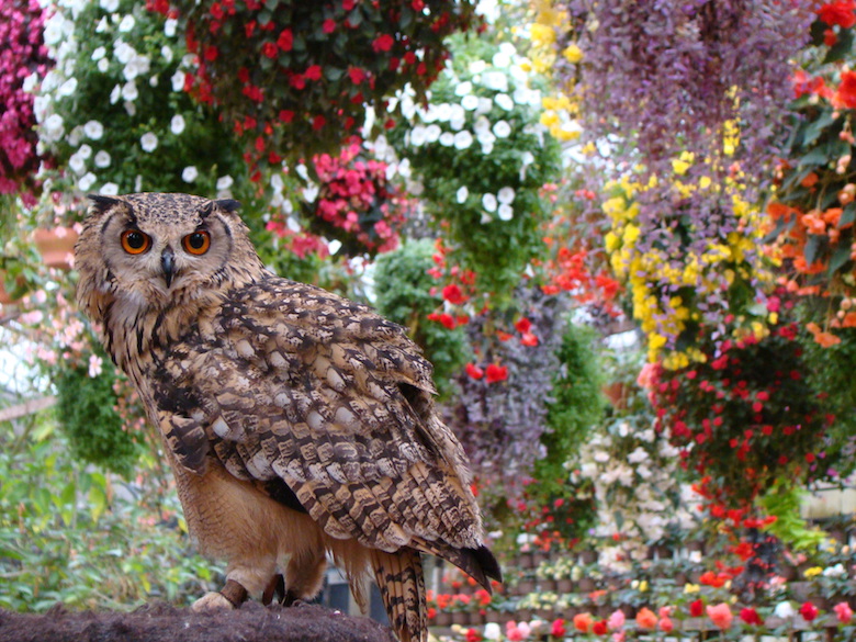 富士花鳥園