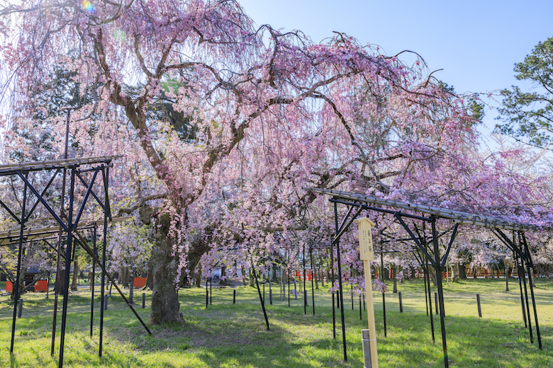 斎王桜