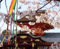 春の石清水八幡宮