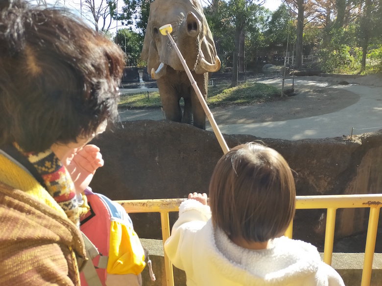 ゾウの餌やりタイム