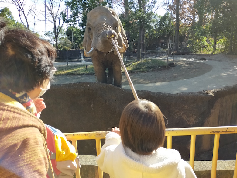 ゾウの餌やり